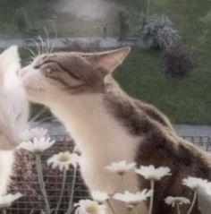 two cats that are standing next to each other in front of some flowers and grass