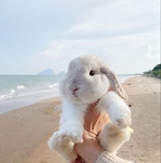 a person holding a stuffed rabbit on the beach