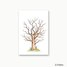 a tree with no leaves on it is shown in the middle of a white background