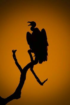 a large bird perched on top of a tree branch at sunset or dawn in the background