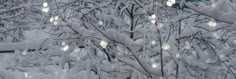 snow covered trees with lights hanging from the branches in front of them on a snowy day