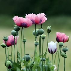 some pink and white flowers in a field