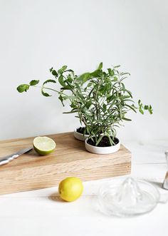 a potted plant sitting on top of a wooden cutting board