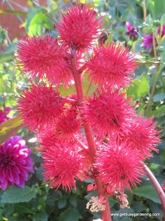 the pink flowers are blooming in the garden