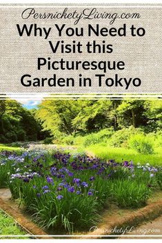 purple flowers and green grass with the words why you need to visit this picture garden in tokyo