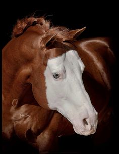 a brown and white horse standing next to each other