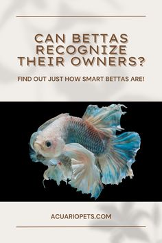 a goldfish with the caption can bettass recognize their owners? find out just how smart bettass are