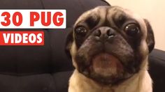 a pug dog sitting on top of a couch next to a sign that says 30 pug videos