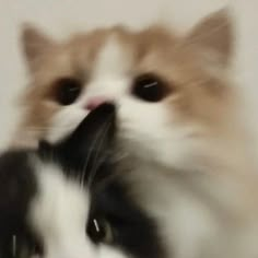 a blurry photo of a cat with its mouth open