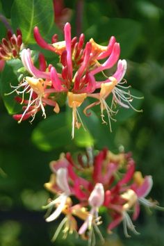 some pink and yellow flowers are blooming on a tree branch with green leaves in the background