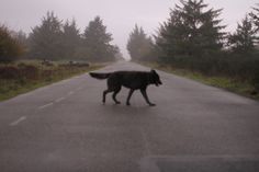 a black dog walking down the middle of a road on a foggy day with trees in the background