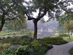 a path in the middle of a park with trees and bushes on both sides, leading to a body of water