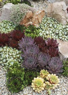 many different types of plants growing on the ground near rocks and gravel, including succulents