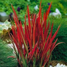 red and green plants with white flowers in the background