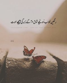 two butterflies sitting on top of a rock with the caption in english and arabic