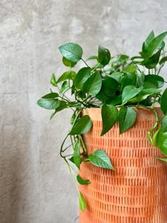 a plant with green leaves growing out of it's side in a woven basket