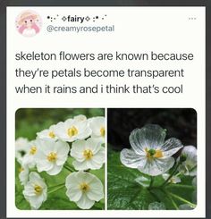 some white flowers and green leaves with the caption saying skeleton flowers are known because they're petals become transparent when it rains and think that's cool