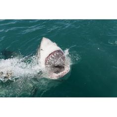 a great white shark with its mouth open in the water