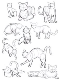 an app showing how to draw cats with different poses and body shapes on the screen