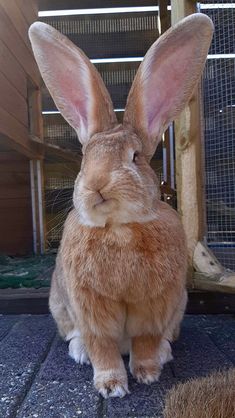 a brown rabbit sitting on top of a stone floor