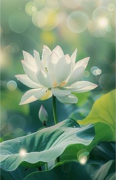 a large white flower sitting on top of a green leafy plant with water droplets