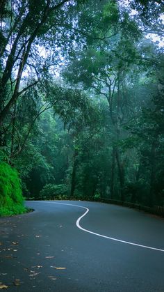 a curved road surrounded by lush green trees