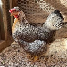 a gray and white chicken standing on top of dry grass