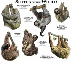 sloths of the world are depicted in this poster, which includes three - toed and