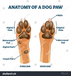 the anatomy of a dog paw