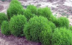 some very pretty green plants in the dirt