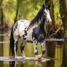 a black and white horse is standing in the water