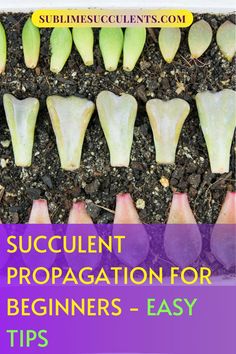 an image of succulent propagation for beginners - easy tips on how to grow them