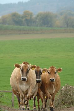 three cows walking down a dirt road in front of a green field with hills behind them