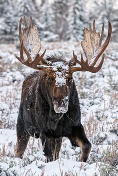 a large moose standing on top of a snow covered field