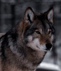 a wolf standing in the snow looking at something