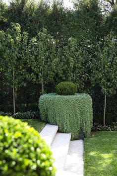 an outdoor garden with steps leading up to trees