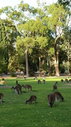 kangaroos and other animals grazing in a grassy area with trees on either side of them