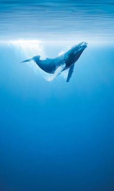 a humpback whale swims under the water's surface in this underwater photo