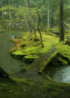 moss covered rocks and water in the woods