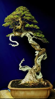 a bonsai tree is shown on a black background with white swirls in the branches