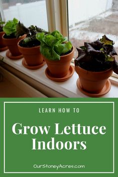 four potted plants on a window sill with the words learn how to grow lettuce indoors