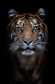 a close up of a tiger's face in the dark with its eyes wide open