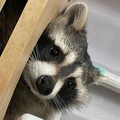 a raccoon peeking out from behind a door