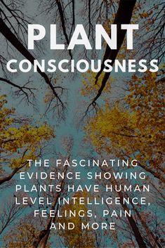 the front cover of a book with trees in the background and text that reads, plant consciousness