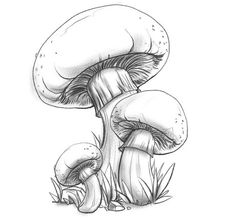 a drawing of two mushrooms sitting on the ground