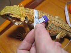 a person measuring the length of a lizard with a tape on it's back