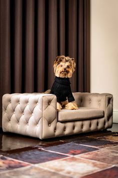 a small dog sitting on top of a couch