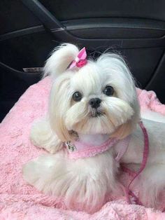 a small white dog sitting on top of a pink blanket in the back seat of a car