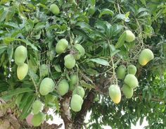 a tree filled with lots of green fruit