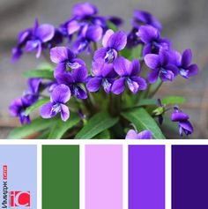 purple flowers with green leaves in the center and color swatches on each side to match